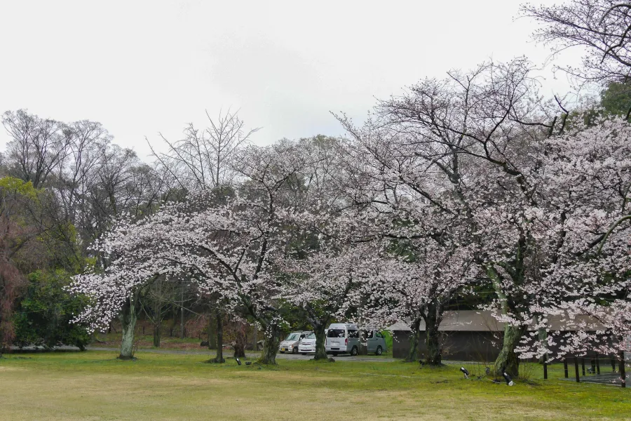 京都-二條城-白天櫻花